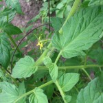 Puny little tomato blossom