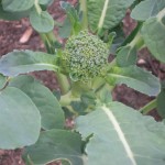 The baby brocolli